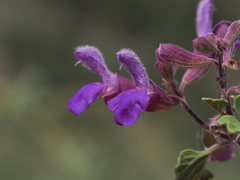 Salvia pinguifolia