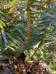 Polystichum munitum