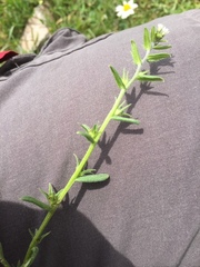 Lithospermum officinale