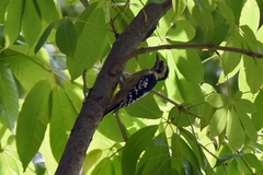 Yungipicus canicapillus