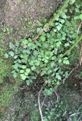 Asplenium hookerianum