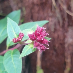 Cestrum elegans