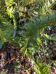 Polystichum munitum
