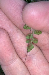 Asplenium hookerianum