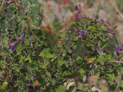Salvia pinguifolia
