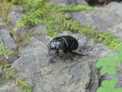 Geotrupes