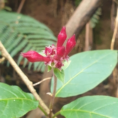 Cestrum elegans