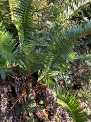 Polystichum munitum