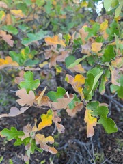 Quercus sinuata breviloba