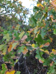 Quercus sinuata breviloba