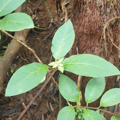 Cestrum elegans