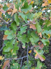 Quercus sinuata breviloba