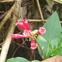 Cestrum elegans