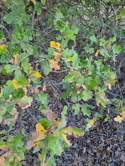 Quercus sinuata breviloba