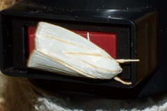 Cryptophasa flavolineata