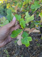 Quercus sinuata breviloba
