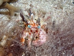 Dardanus pedunculatus