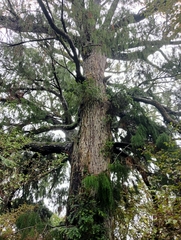 Dacrydium cupressinum