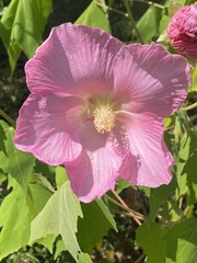 Hibiscus mutabilis