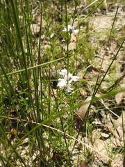 Westringia tenuicaulis