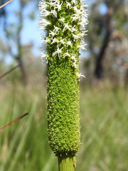 Xanthorrhoea johnsonii