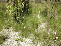 Xanthorrhoea johnsonii