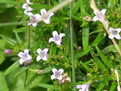 Houstonia