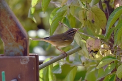 Phylloscopus schwarzi