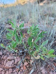 Oenothera macrocarpa