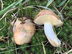 Suillus brevipes