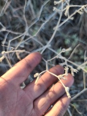 Mentzelia oligosperma