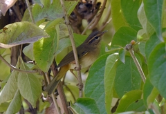 Phylloscopus schwarzi