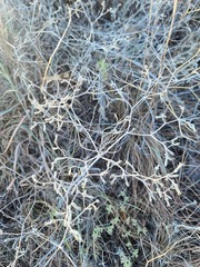 Mentzelia oligosperma