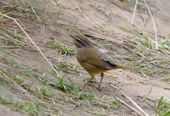 Phylloscopus schwarzi