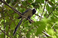 Cyanopica cyanus