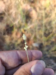 Polygala alba