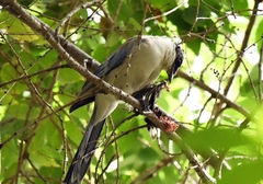 Cyanopica cyanus