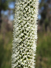 Xanthorrhoea johnsonii