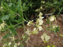 Rhamphospermum nigrum