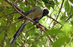 Cyanopica cyanus