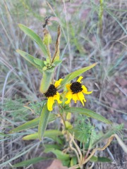 Rudbeckia missouriensis