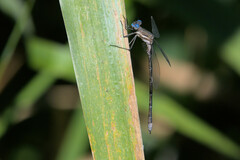 Archilestes californicus