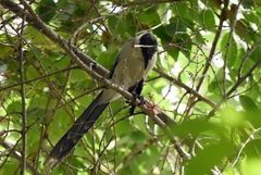 Cyanopica cyanus