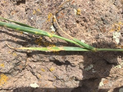 Eremogone dianthoides