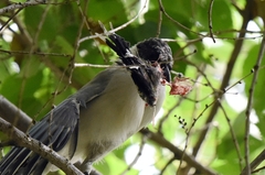 Cyanopica cyanus