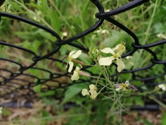 Rhamphospermum nigrum