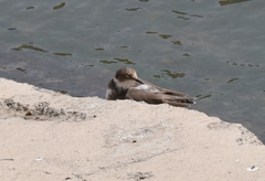 Charadrius placidus