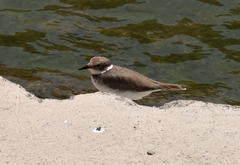 Charadrius placidus