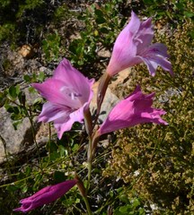 Gladiolus hirsutus