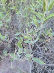 Ceanothus americanus